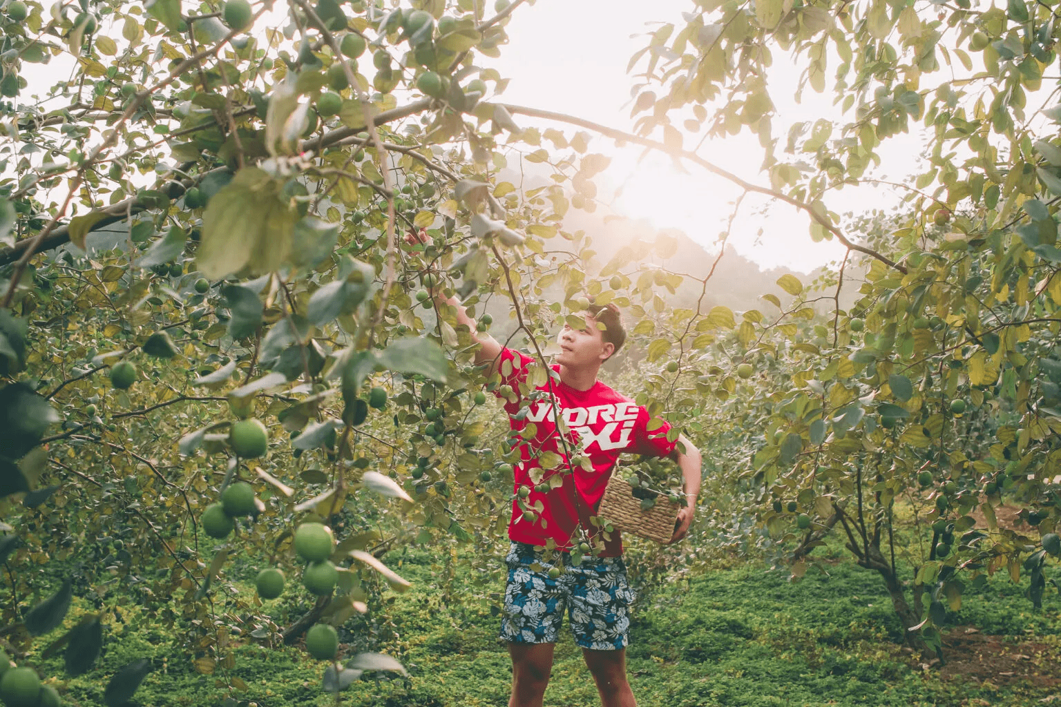 Tropical Orchard