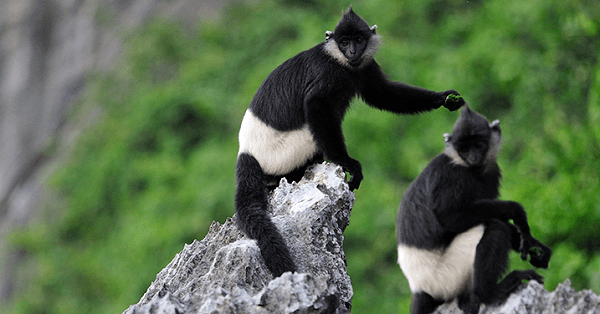 Visit the Delacour's Langur Conservation Area