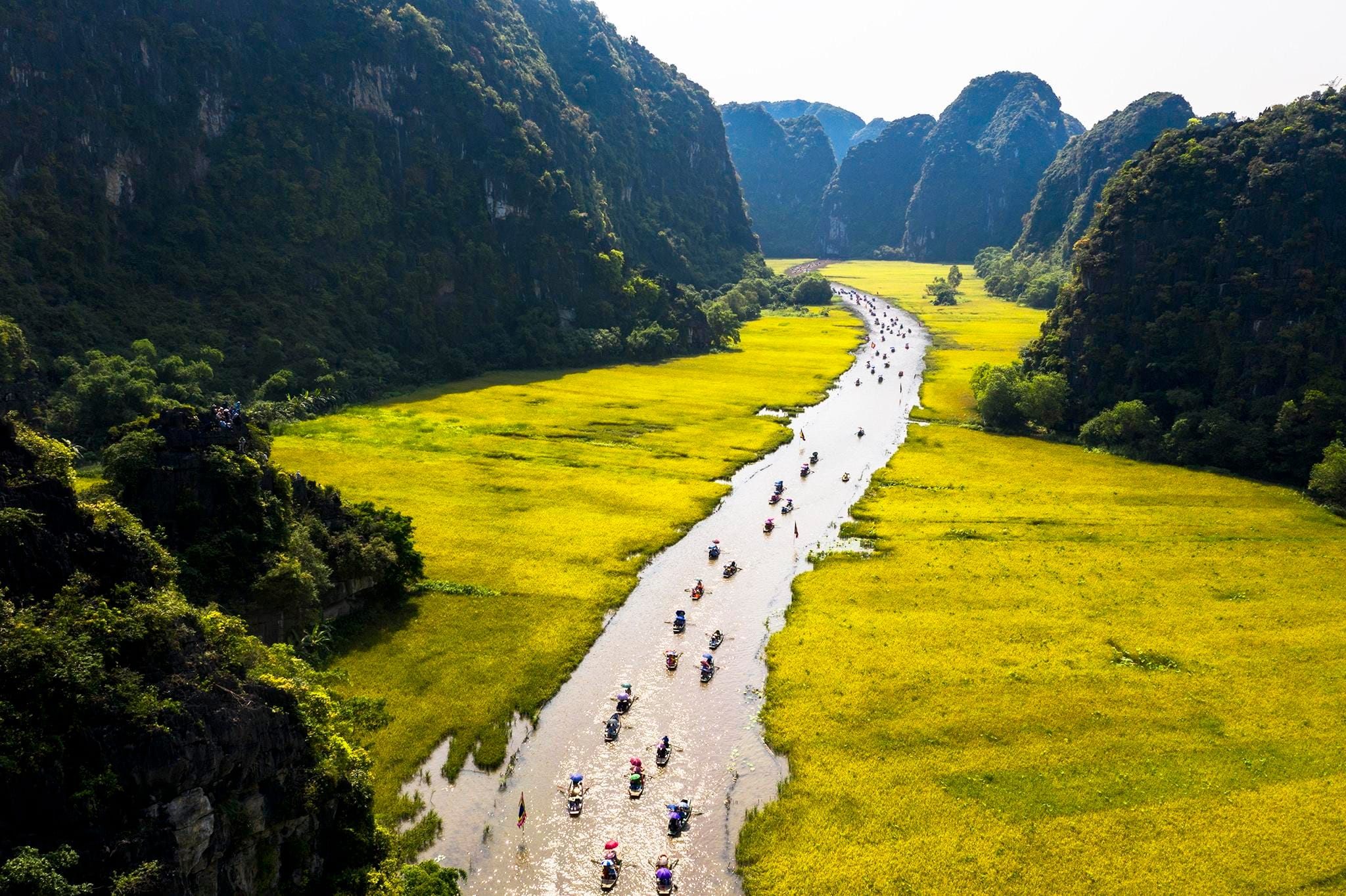 The stunning sight of golden rice fields in the valley, marking the peak of the tropical monsoon summer.