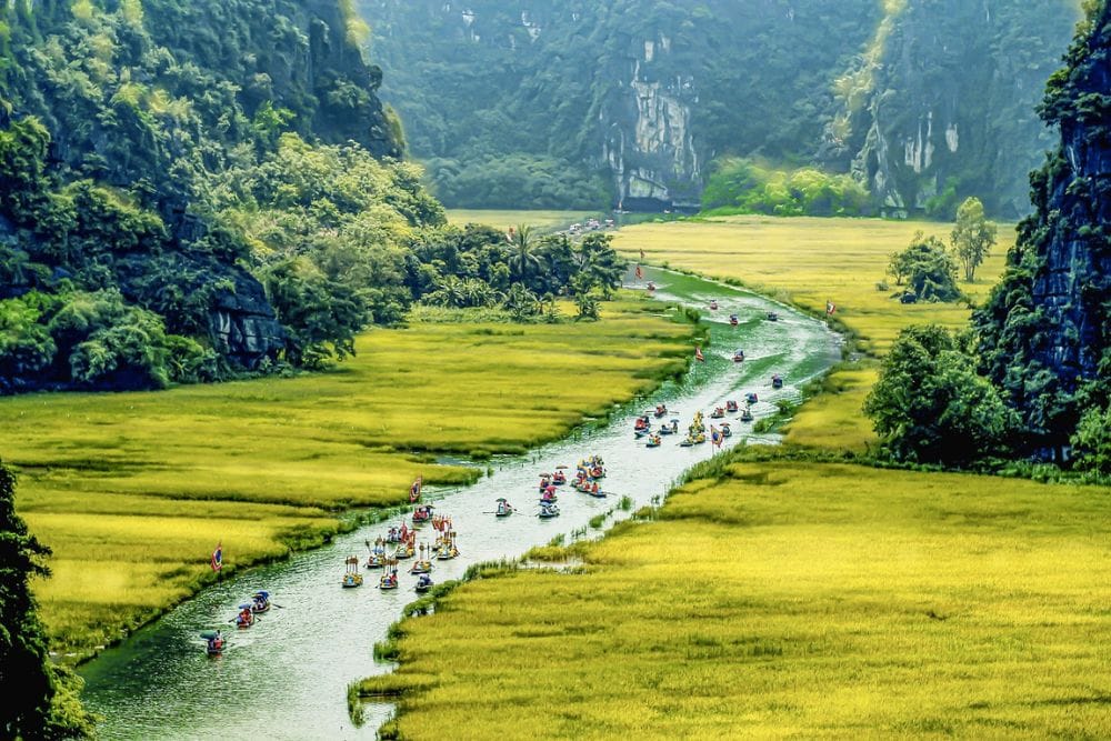 Golden rice paddies during harvest season.