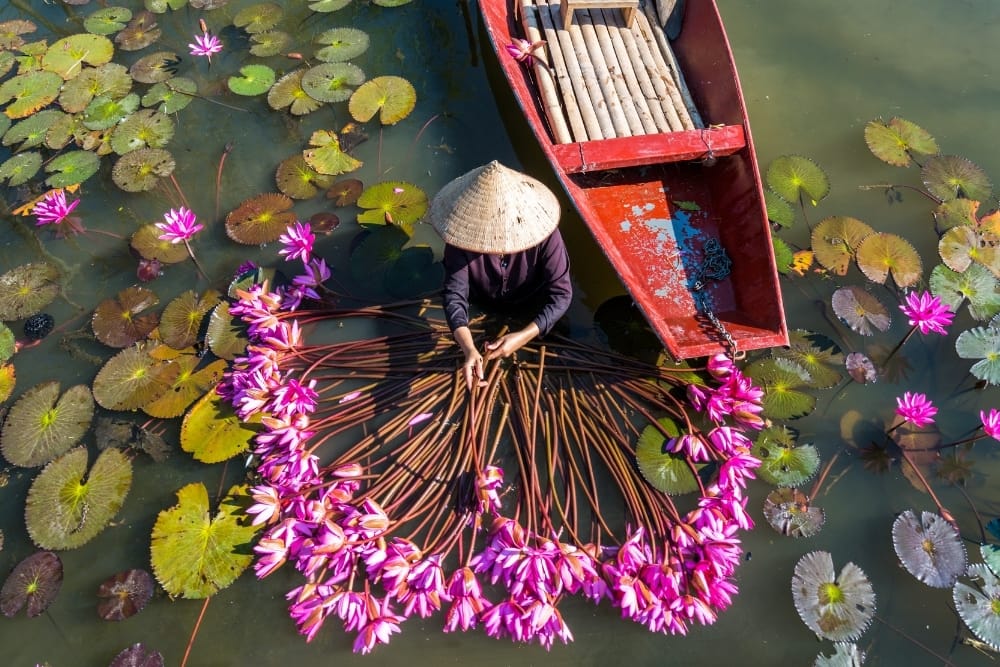 A tranquil sampan ride along the Ngo Dong River, winding past shimmering rice fields in Tam Coc.