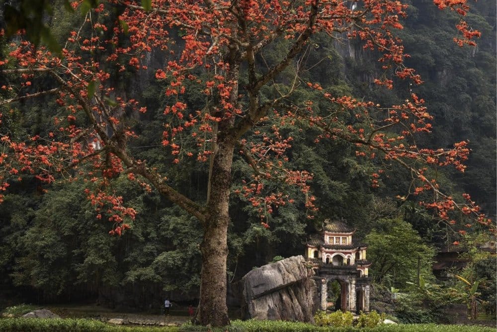 Boat rides on the Ngô Đồng River drift through three limestone caves and lush rice terraces.