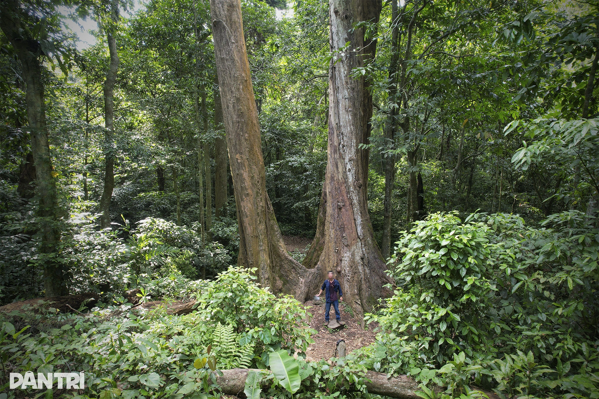 The Thousand-Year-Old Parashorea Tree, a majestic symbol of the forest’s resilience, standing 70m tall.