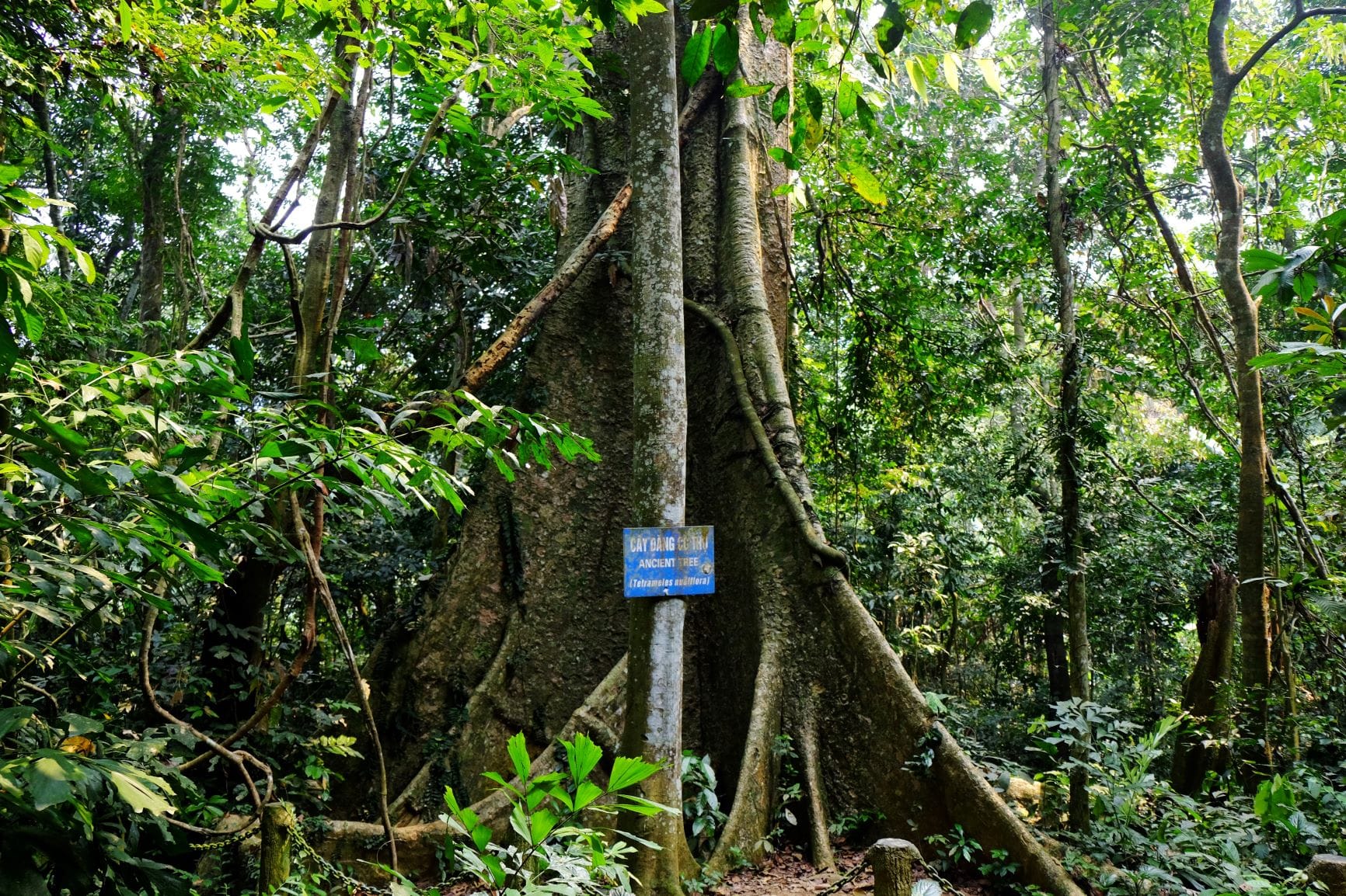 The unique buttress roots of the Ancient Sau Tree along one of the forest trails.