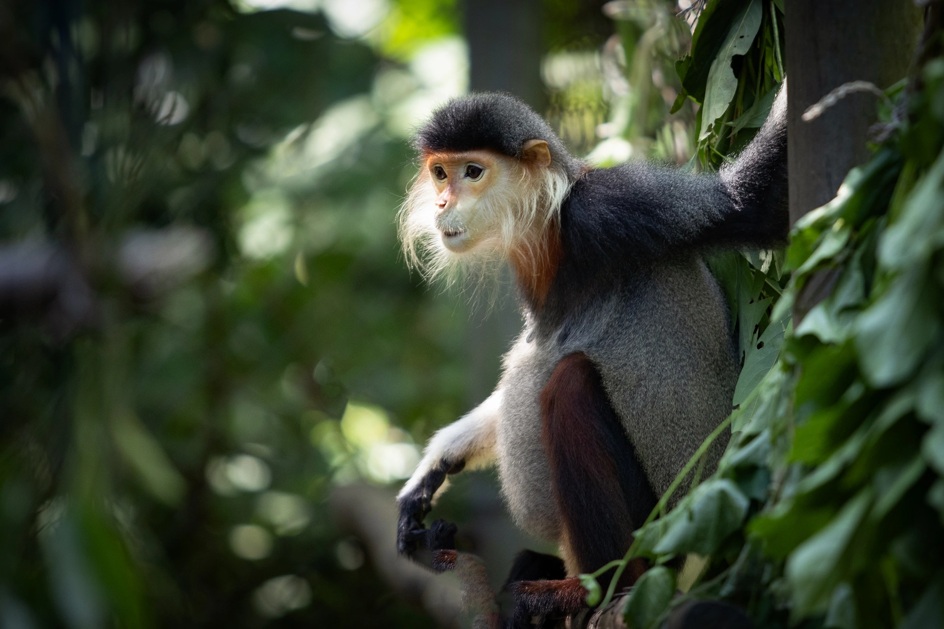 Rescued animals, including civets and pangolins, highlighting the park's commitment to biodiversity.