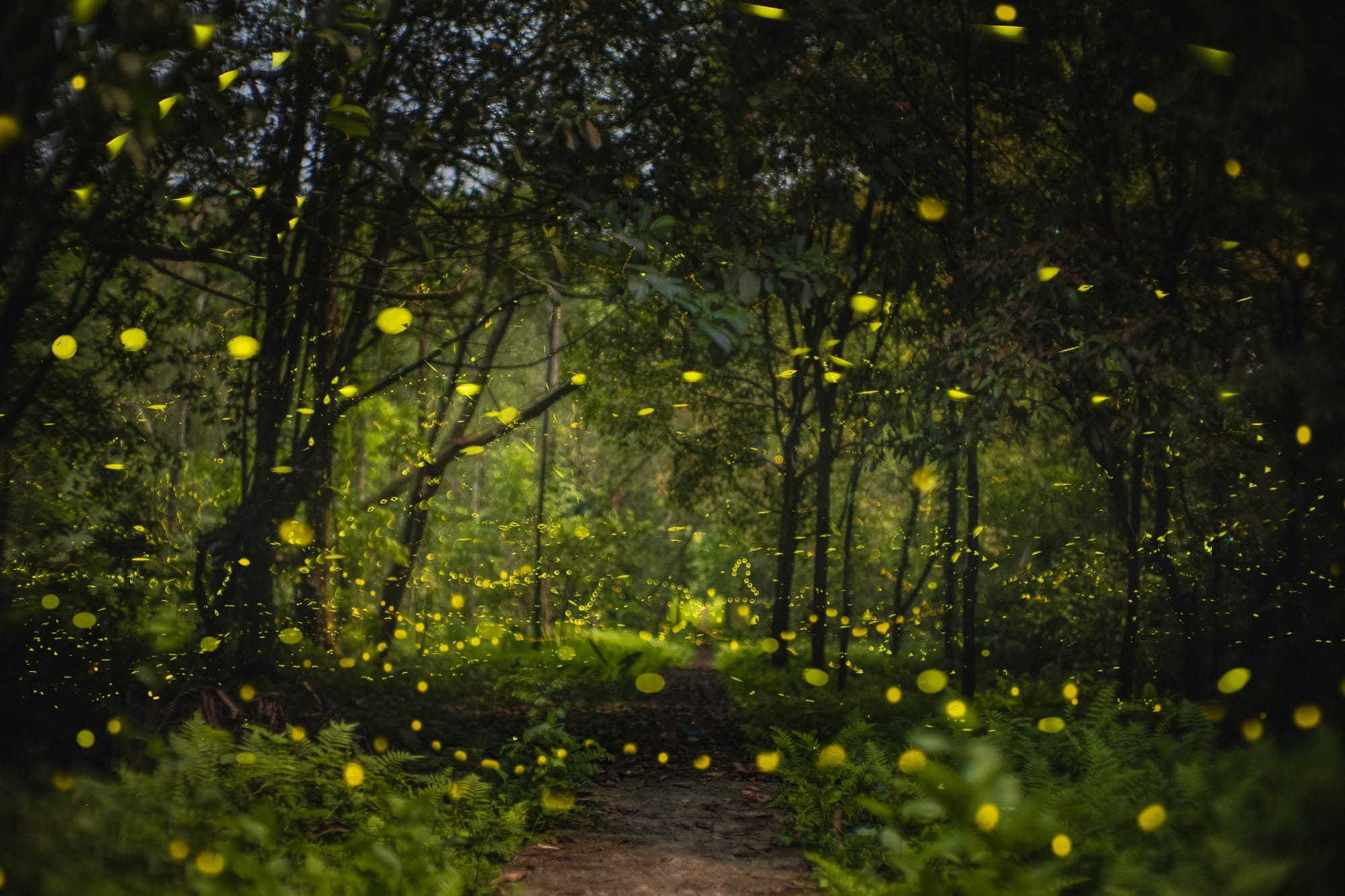 Observing thousands of glowing fireflies during the Night Safari Tour (best in April–May).