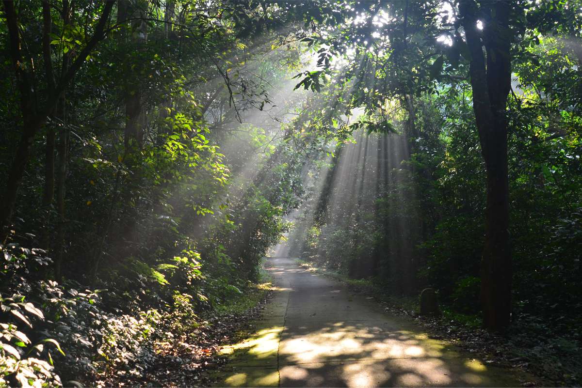 Exploring the rich biodiversity of Cúc Phương National Park, Vietnam's largest and oldest