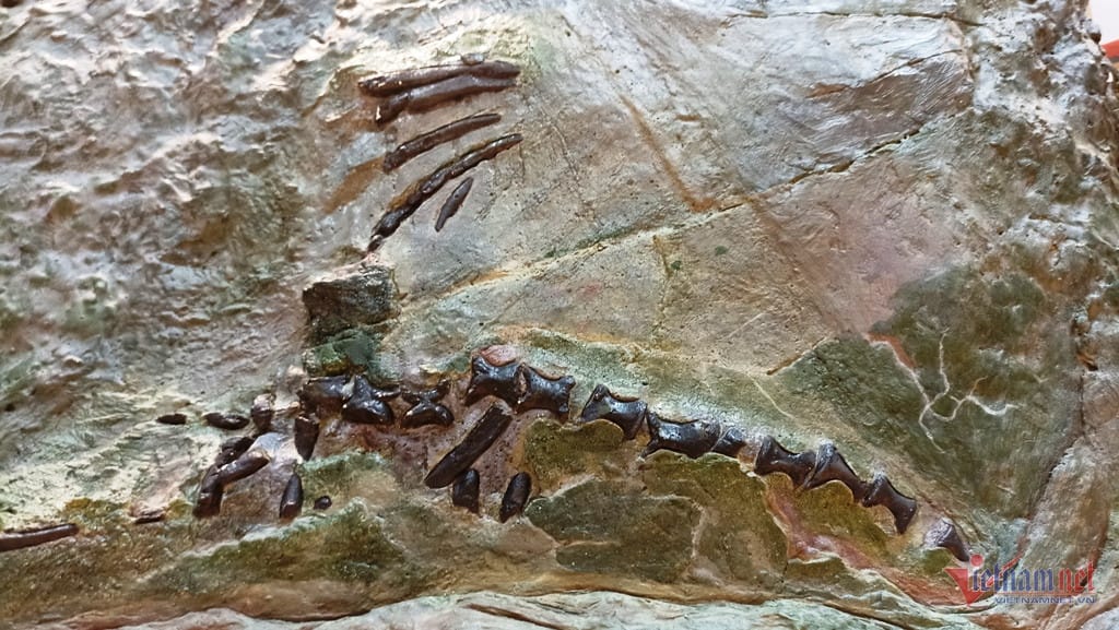 The Cuc Phuong Museum, housing the 230-250 million-year-old fossil of a Scutellaria reptile.
