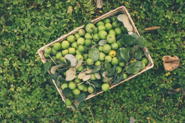 Sampling fresh, seasonal fruits at nearby stalls, depending on the harvest season.