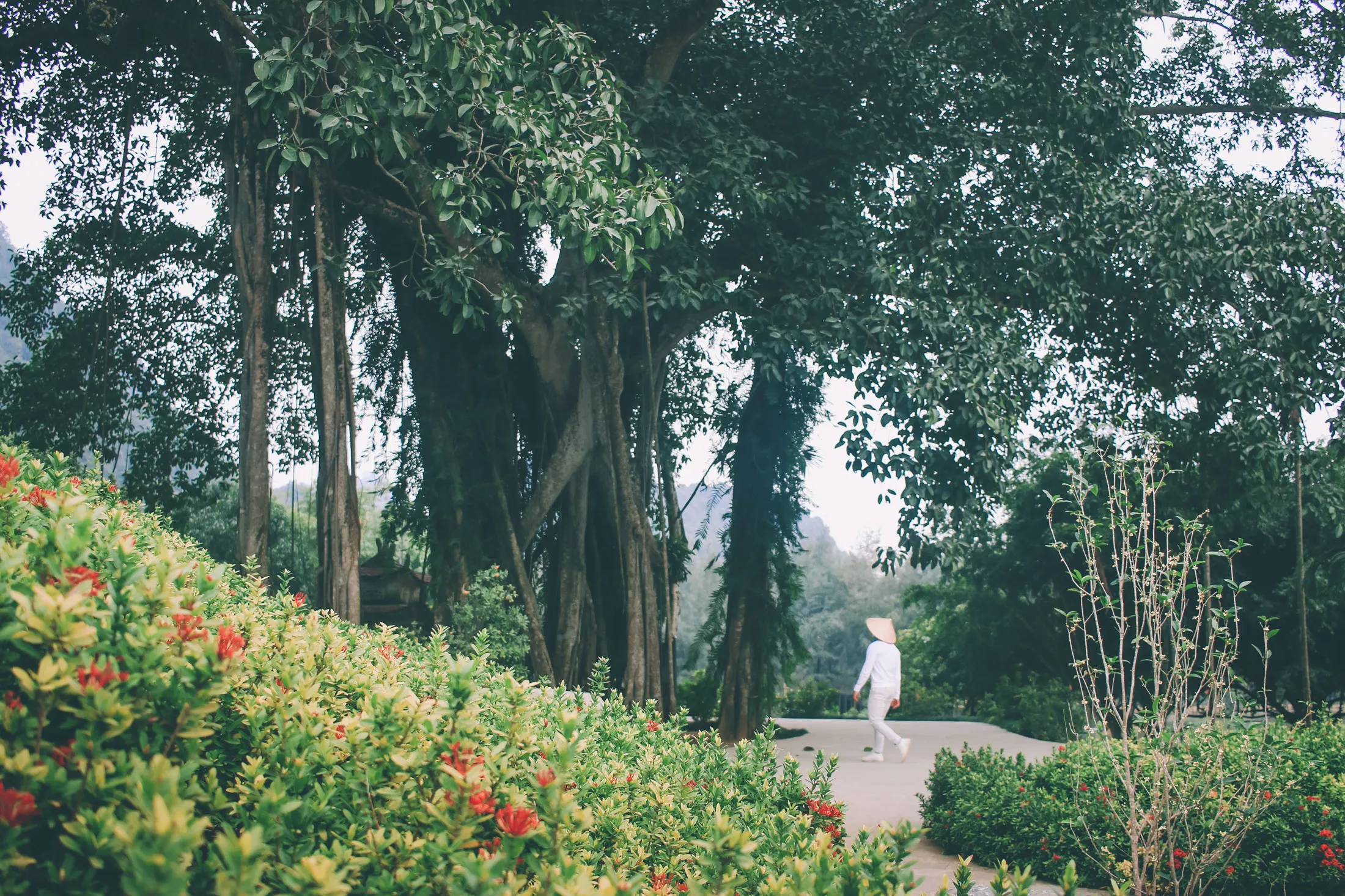 A visitor reflecting quietly at the peaceful Goi Dai Temple, blending nature with spirituality .