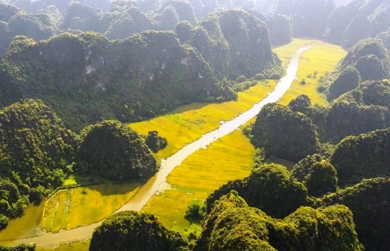 Water buffalo resting along the peaceful riverbanks, a common sight in the harmonious Ninh Binh countryside.