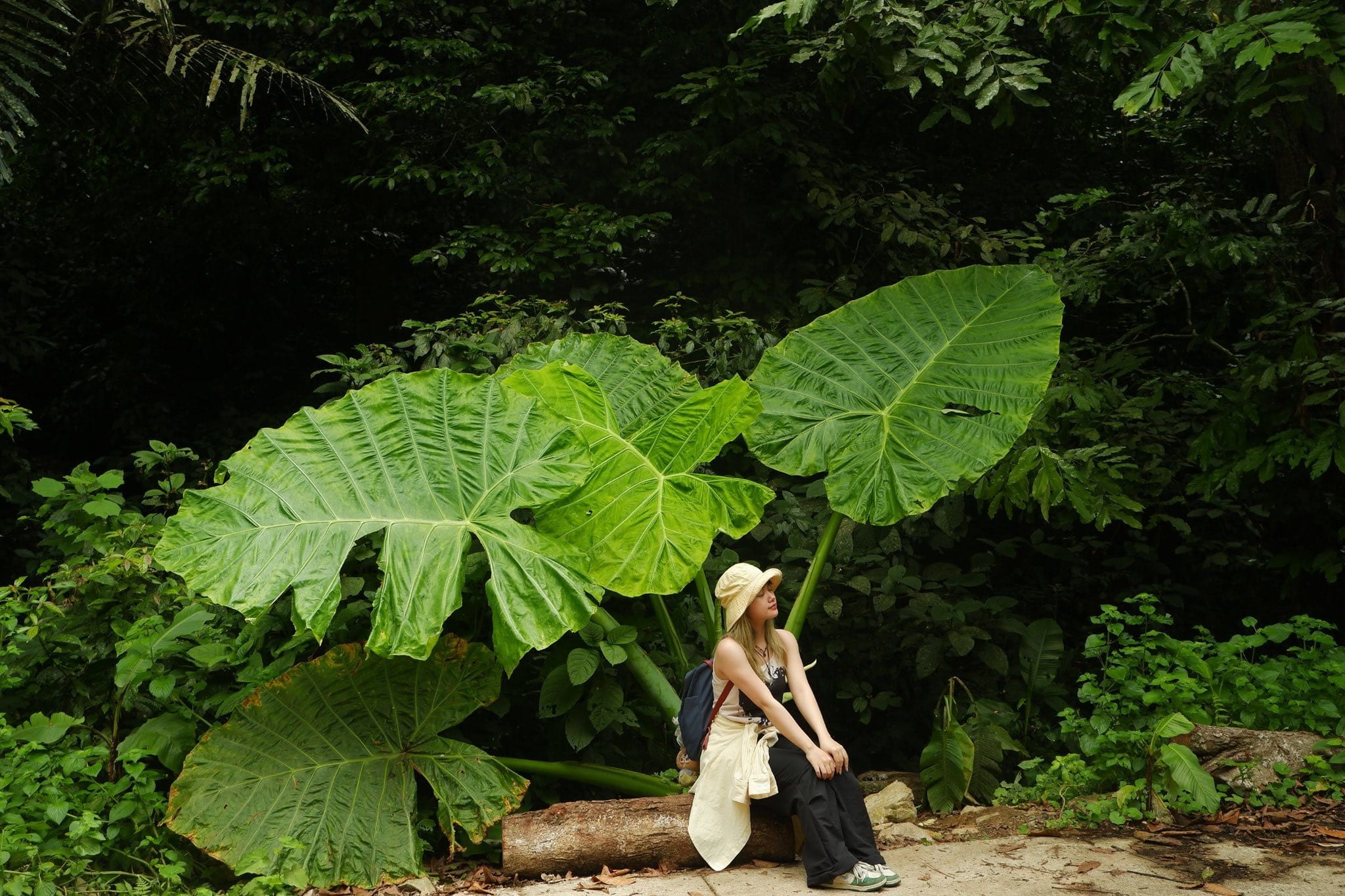 Trekking through primary rainforest trails in Cuc Phuong National Park during your ninh binh 3 day adventure.