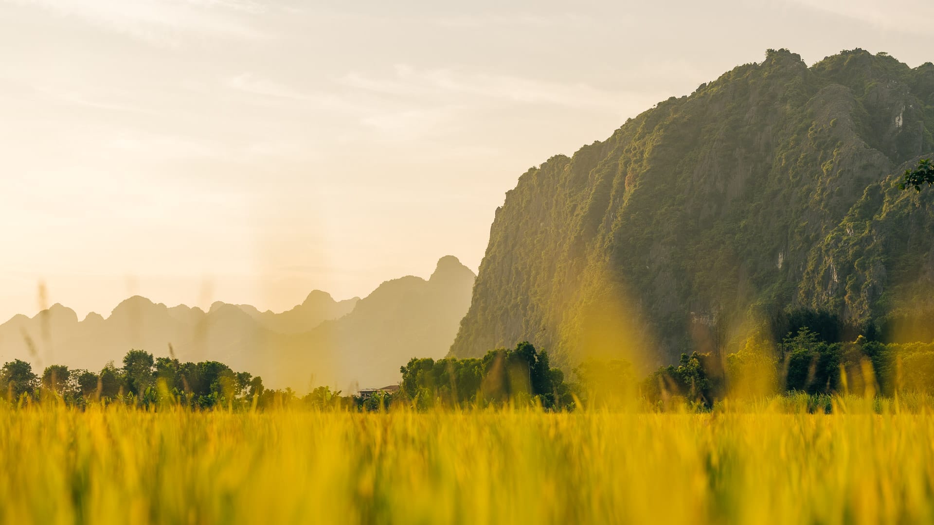 Cycling along flat, peaceful rice-field lanes on an unhurried slow travel vietnam holiday.