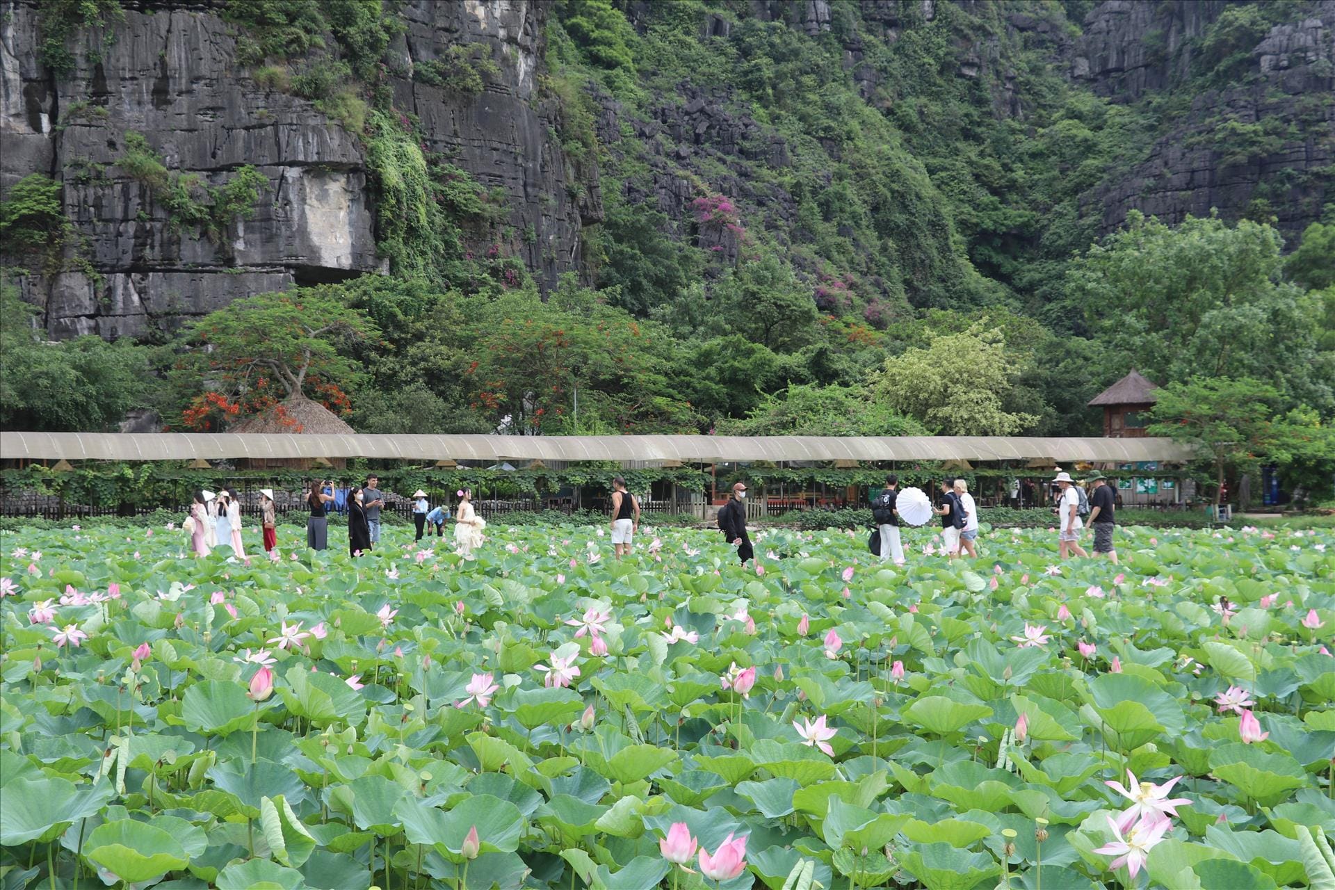The Lotus Pond