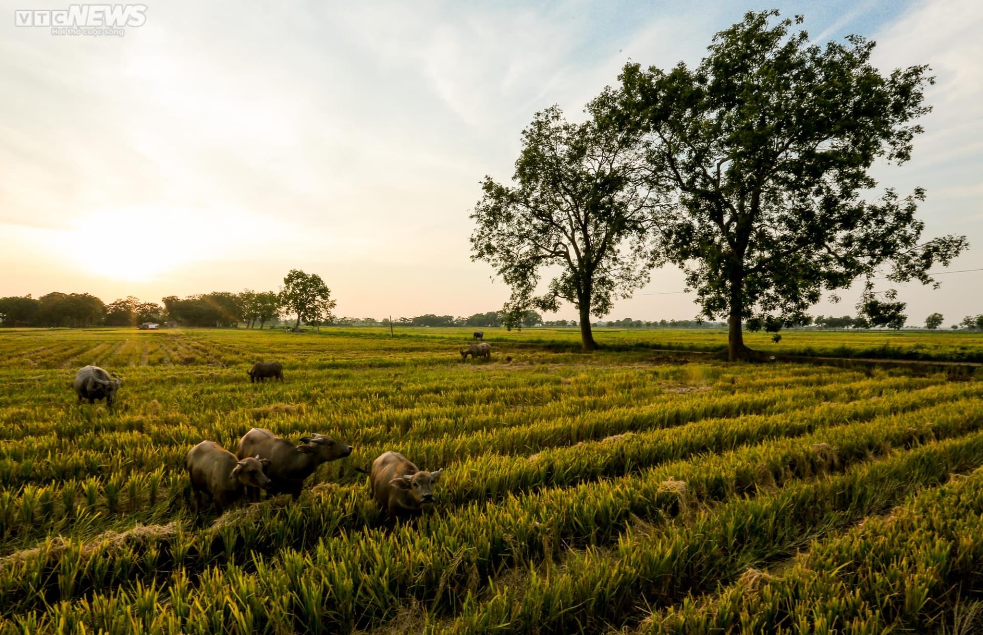 Following a curated ninh binh culinary guide from rustic village stalls to elegant heritage restaurants